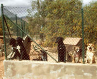 Tierschutz Finca Lobo