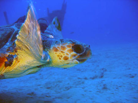 caretta